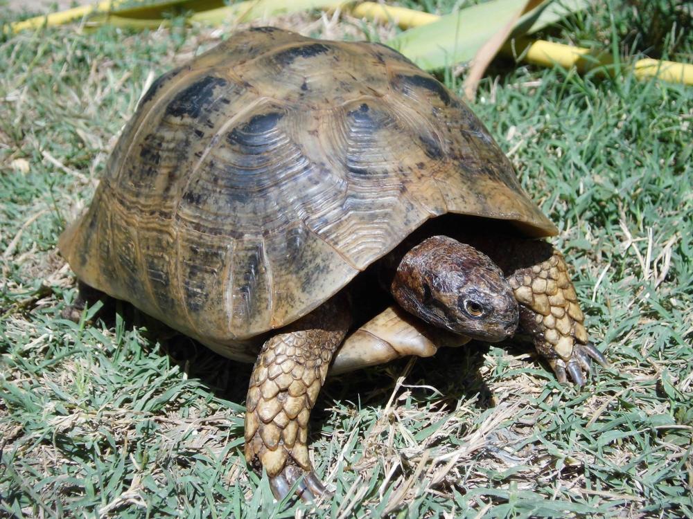 tortue