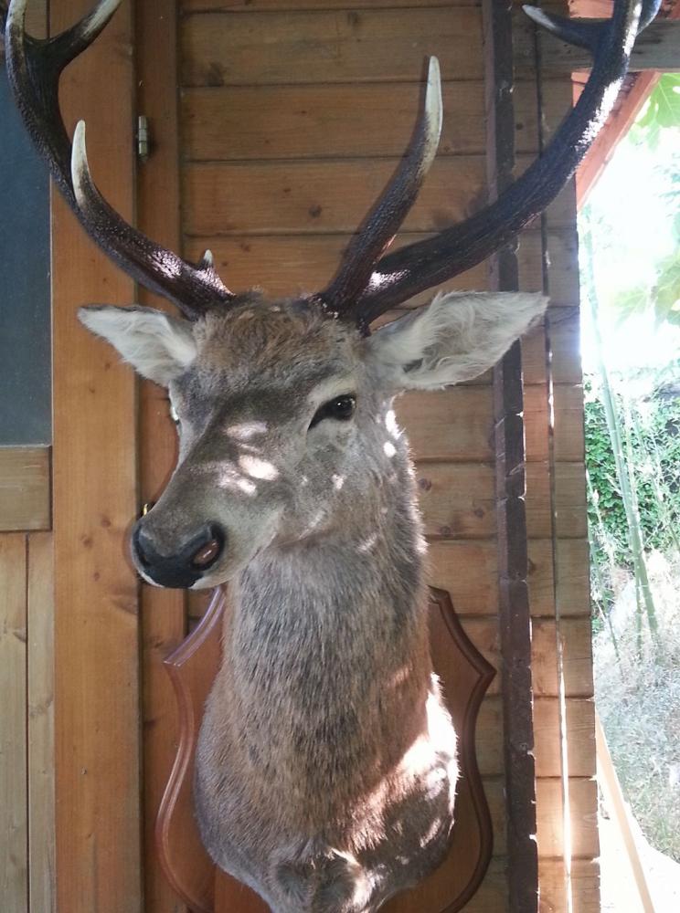 taxidermie