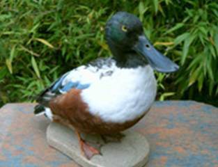 canard