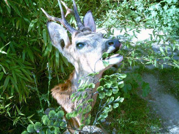 chasse