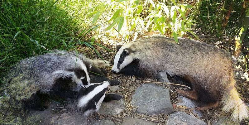 animaux naturalisation