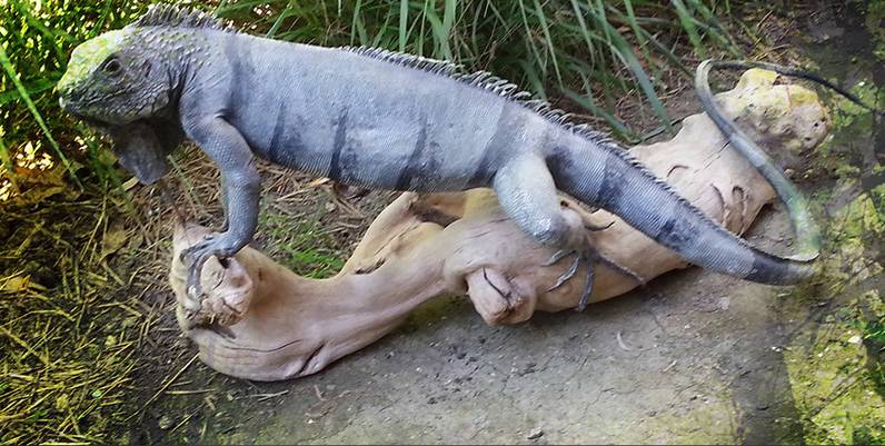 iguane